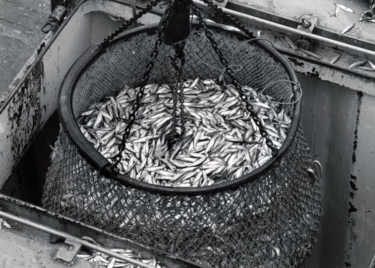 A brail of pilchards is discharged from the purse seiner