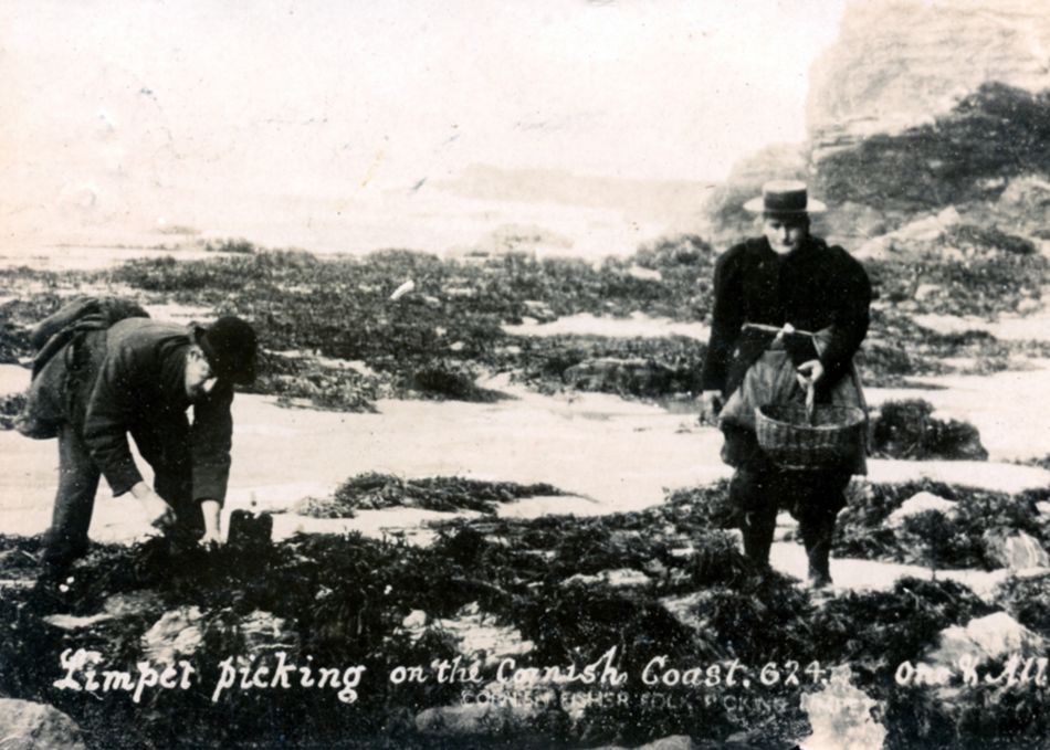 Limpet picking in Portreath around 1905