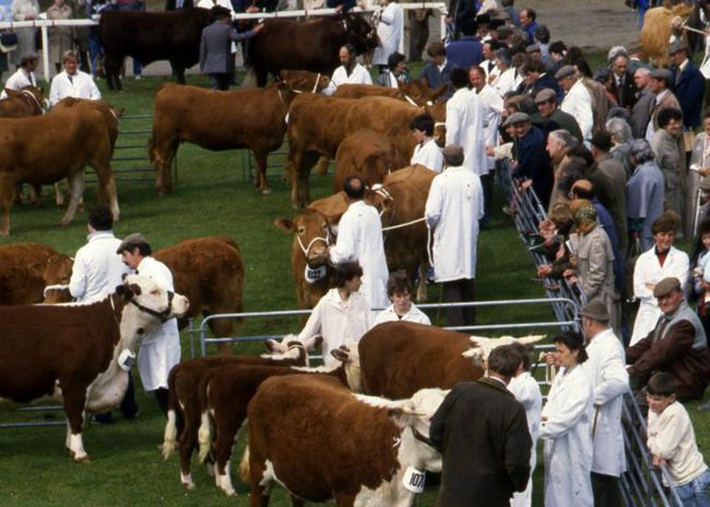 Cattle judging at Royal Cornwall Show