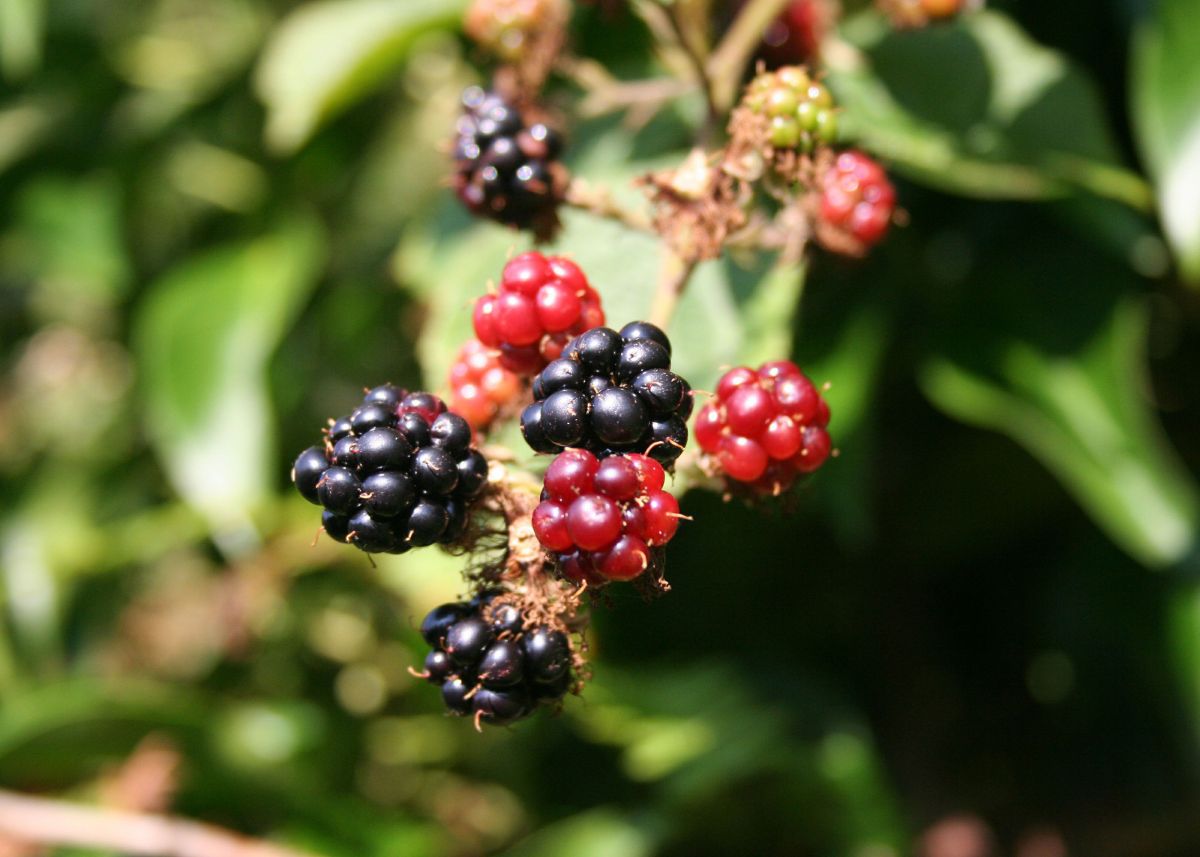 Blackberries growing in Cornwall
